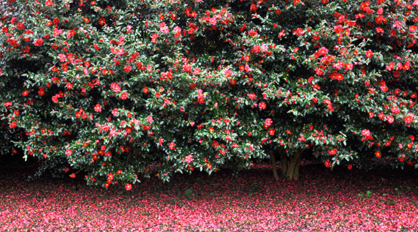 Spring Camellia