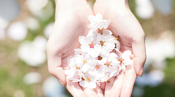 [Room Only] Cherry Blossom Festival