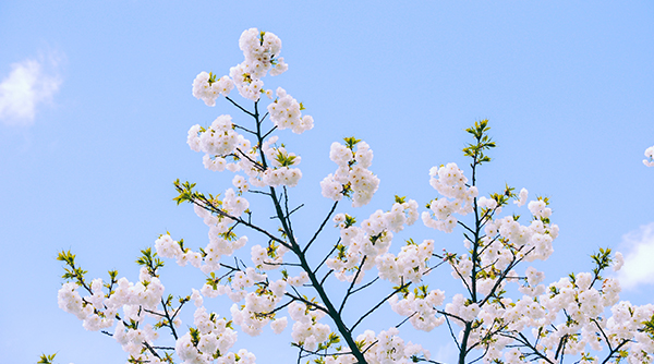 Cherry Blossom Trekking