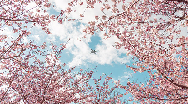 Haeundae Cherry Moment